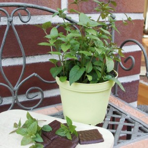 Menthe chocolat bio Blu en pot (Ø 12cm) à côté de morceaux de chocolat.