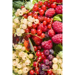 Diverses variétés de baies en pot : framboises, groseilles (rouges, blanches) et aronia.