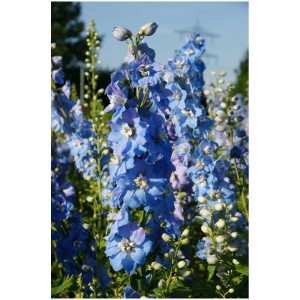 Mix di piante perenni diverse varietà vaso Ø 19 cm / 1 pz