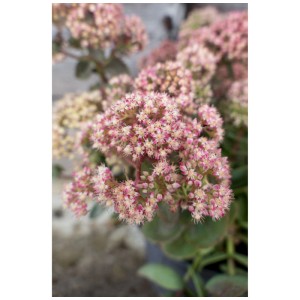 Primo piano di una Sedum dai fiori rosa in vaso da 3l.
