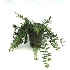 Plante hydroponique Aechinanthus Schamblume en pot, retombante avec des feuilles vertes.
