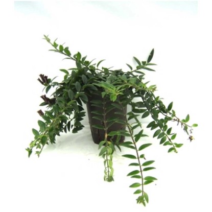 Plante hydrophile aeschynanthe Aechinanthus pot Ø 15 cm / H 19 cm