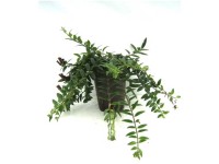 Hydropflanze Schamblume Aechinanthus Topf Ø 15 cm / Höhe 19 cm