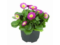 Tausendschön verschiedene Farben Topf Ø ca. 9 cm