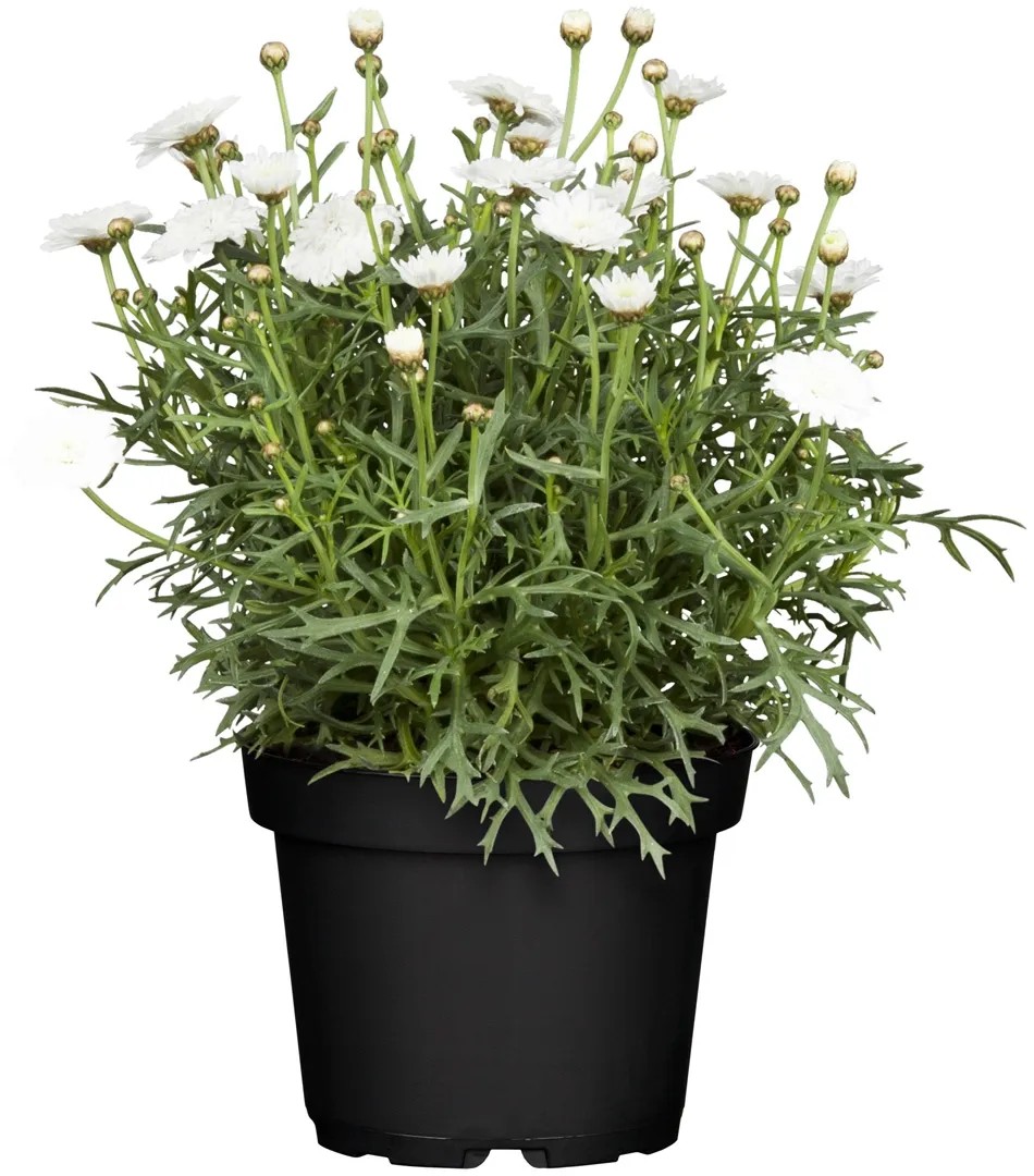 GROW by OBI Margerite Argyranthemum frutescens Topf  13 cm