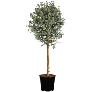 Eucalyptus en tronc (Eucalyptus gunnii) en pot, hauteur env. 120 cm.