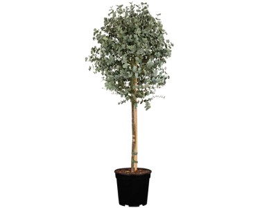 Eukalyptus als Stamm Eucalyptus gunii Topf Ø 30 cm / Höhe ca. 120 cm kaufen bei OBI
