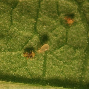 Acari predatori (Phytoseiulus) su foglia per il controllo biologico dei parassiti.