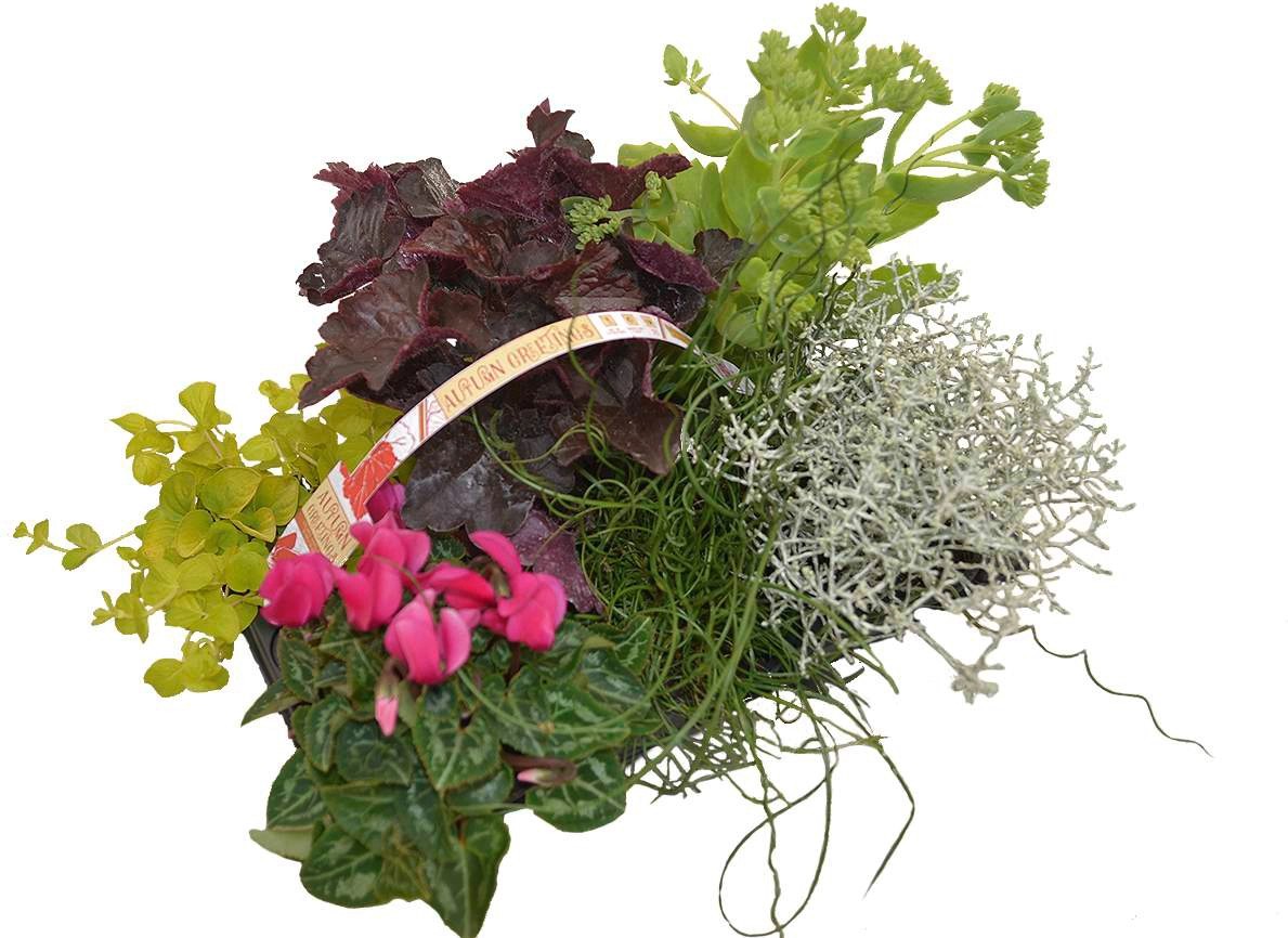 Herbstpflanzen-Mix Topf Ø 9 cm / 6er-Tray kaufen bei OBI