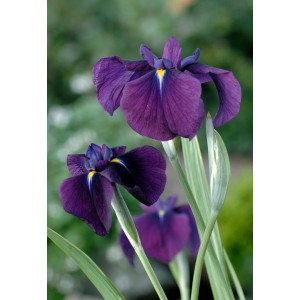 Primo piano dell'Iris giapponese viola (Iris kaempferi) in vaso.