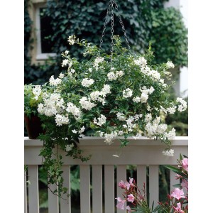 Solanum jasminoides in vaso sospeso con fiori bianchi.