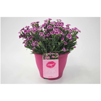 Gartennelke Pink Kisses Dianthus Rosa Topf Ø 19 cm kaufen bei OBI