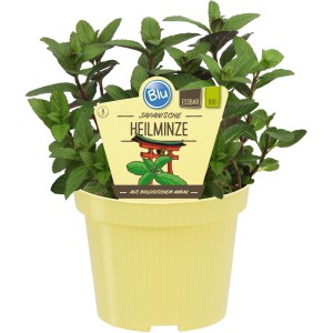 Menthe japonaise en pot (Ø 12cm). Herbe culinaire aromatique pour thé et inhalation.