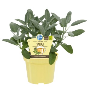 Blu Sauge officinale bio en pot, env. 12 cm. Herbes aromatiques pour thé et cuisine.