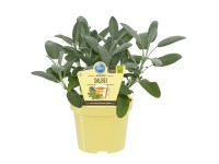 Garten-Salbei Weiss Salvia officinalis Topf Ø ca. 12 cm