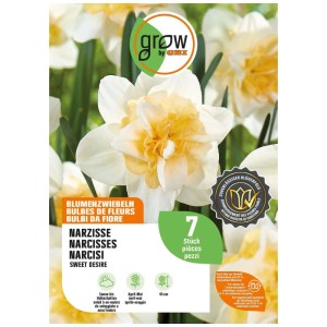 GROW by OBI Narzisse Sweet Desire, weiß-gelb, 7 Blumenzwiebeln. Großblumige Narzissen für den Garten.