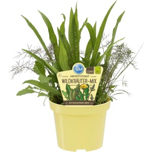 Blu Mélange d'herbes sauvages en pot (Ø 12cm) : Herbes de cuisine comme le plantain lancéolé, la roquette, l'oseille, le pissenlit, le fenouil bronze et la ciboulette.
