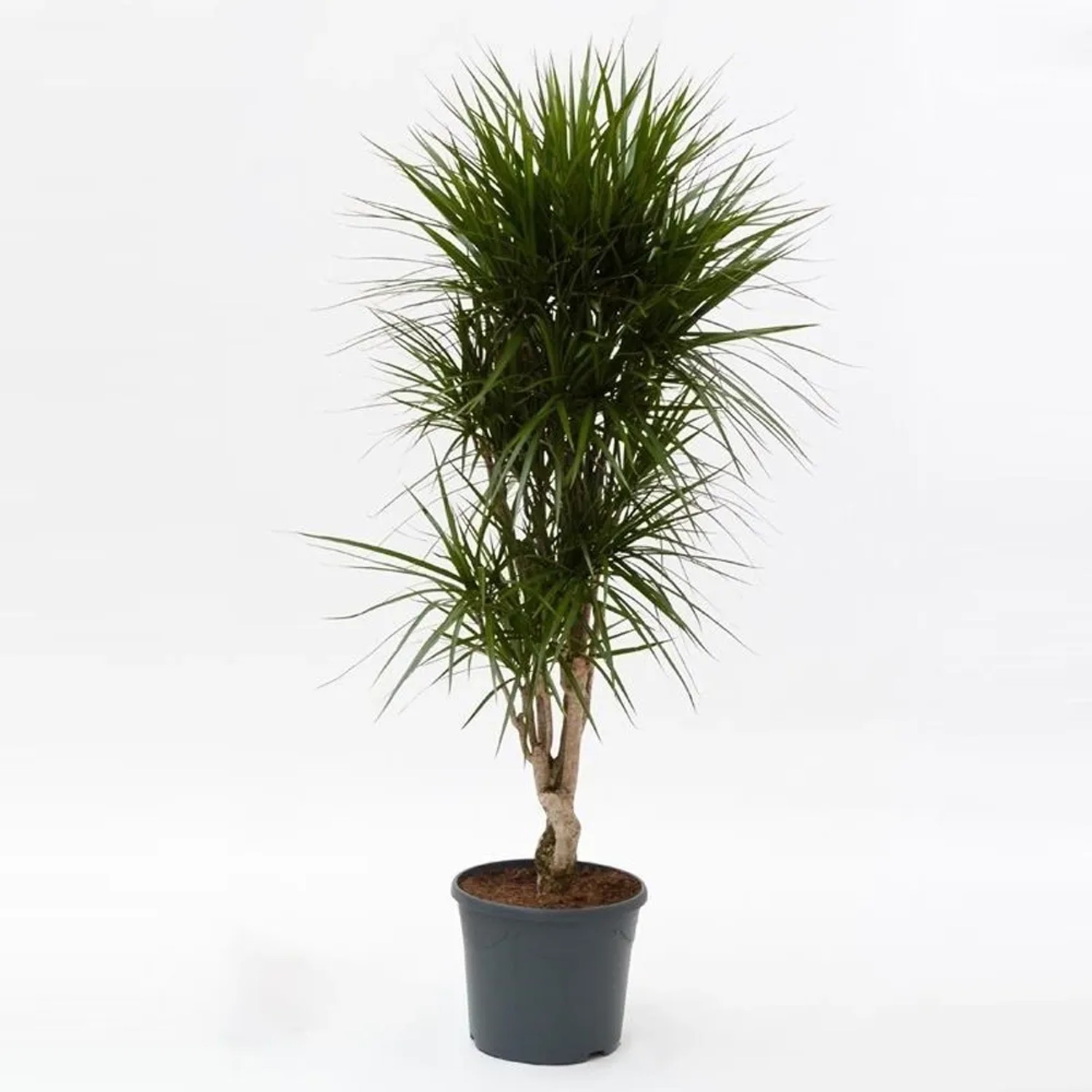 epipremnum variegata albo Epipremnum pinnatum albo variegata