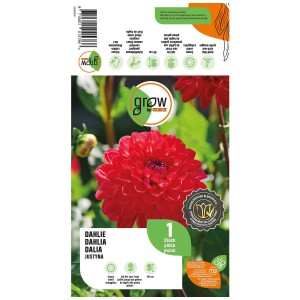 Grow by OBI Dalia Justyna Orange, fiore color salmone. Bulbo da fiore per aiuole e vasi.