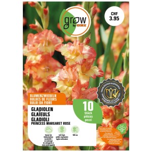 Confezione di gladioli giallo-rossi Princess Margaret Rose, 10 pezzi. Bulbi da fiore per aiuole e vasi.