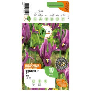 GROW by OBI Iris J.S. Dijt Purpur bulbi da fiore, 10 pz. Confezione con vivaci fiori di iris viola per il giardino.