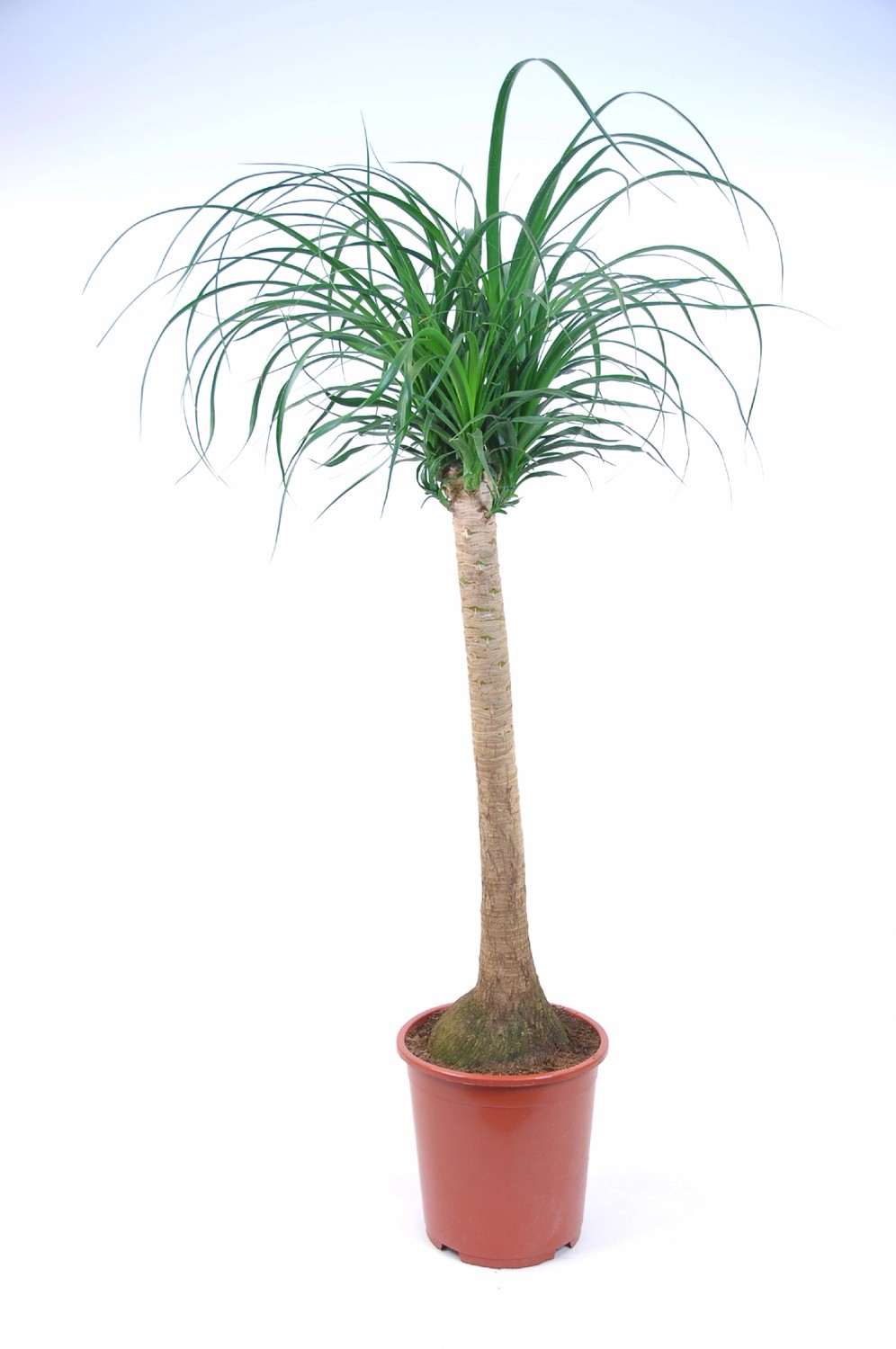 Elefantenfuss "Beaucarnea recurvata" Topf 27 cm kaufen bei OBI