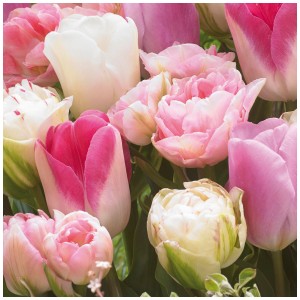 Primo piano della collezione GROW by OBI Tulip Collection 3 mix con fiori rosa, bianchi e multicolori.