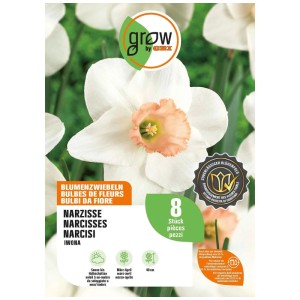 Bulbi di narciso Iwona GROW by OBI, 8 pz. Fiori bianchi, tromba color salmone.