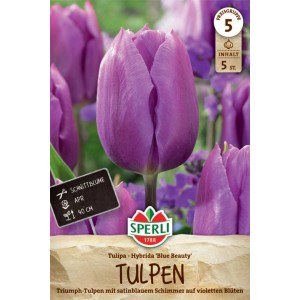 Sperli Triumph-Tulpe Blue Beauty, violettblaue Blüte im Beet oder als Schnittblume.