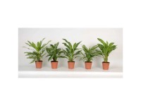 Kolbenfaden Aglaonema in Sorten Topf Ø 12 cm / Höhe ca. 30 - 40 cm / 1 Stk.