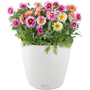 Lechuza Classico Color 21, pot de fleurs blanc avec dahlias colorés.