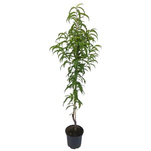 Nectarine colonnaire Fantasia en pot, arbre fruitier à croissance étroite avec des feuilles vertes.