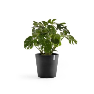 Vaso per piante Ecopots Amsterdam grigio scuro (50 cm) con pianta verde.