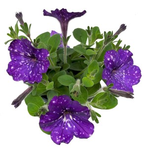 GROW by OBI Pétunia Sternenhimmel en pot, fleurs violettes à points blancs.