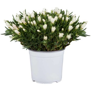 GROW by OBI Gazania in vaso da 18 cm con boccioli di fiori bianchi.