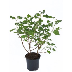 Jostabeere 'Jostine' in vaso: Arbusto di bacche robusto con foglie verdi.
