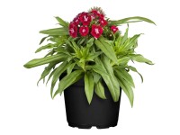 GROW by OBI Bartnelke Dianthus barbatus Topf Ø 13 cm