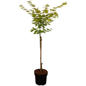 Érable du Japon 'Jordan' en pot de 6L : Érable compact aux feuilles jaunes.
