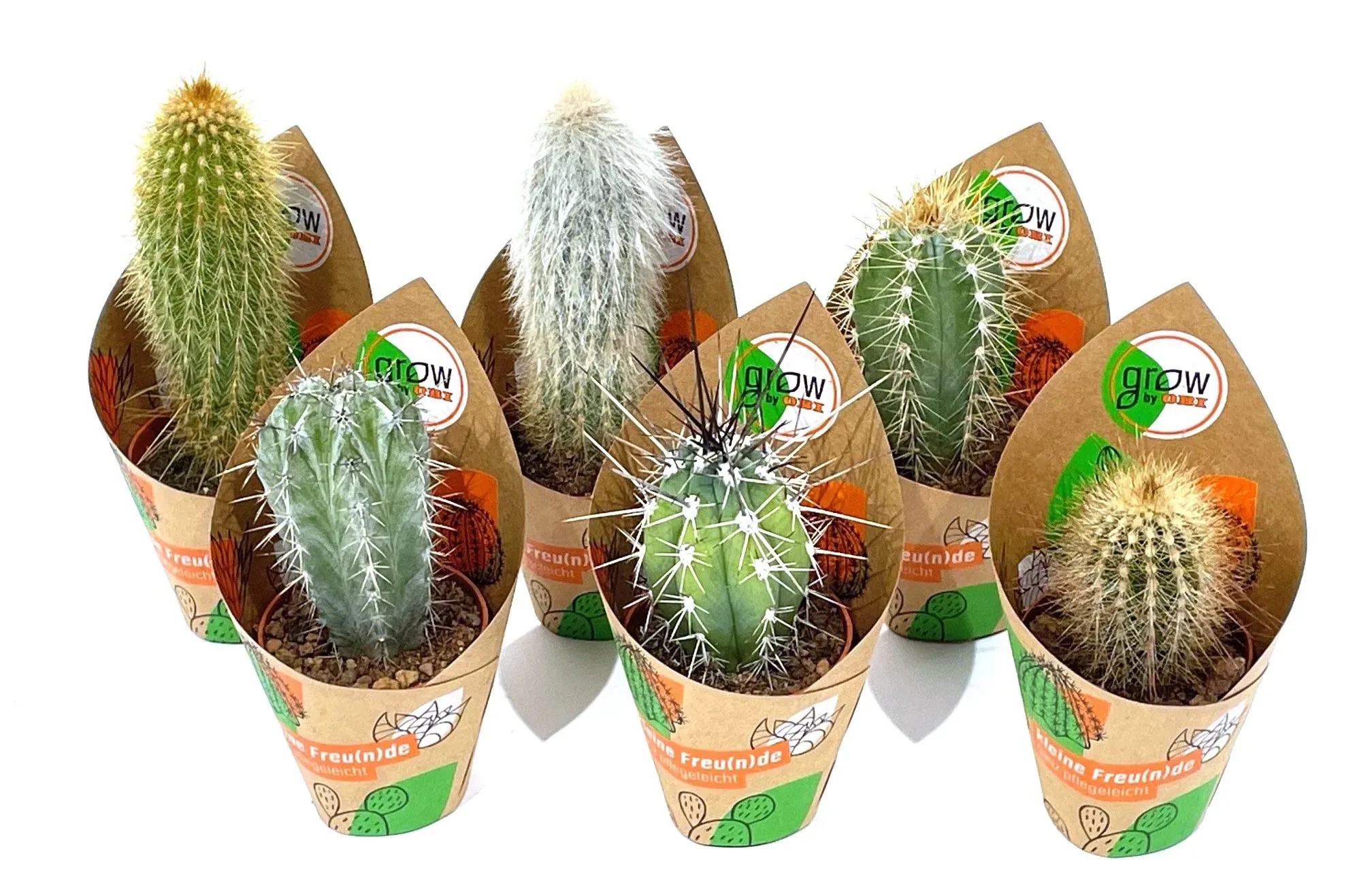 GROW by OBI Colonne di cactus 5 tipi assortiti vaso  5,5 cm