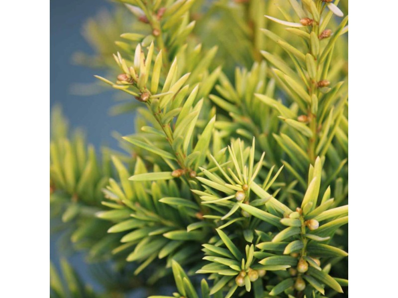 Goldene StrauchEibe "Semperaurea" Goldgelb 2,5 l kaufen bei OBI