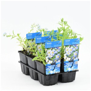 Nontiscordardimé palustre in vaso, fiori blu, pianta da laghetto.