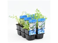 Sumpfvergissmeinnicht Blau Topf Ø 9 cm / 1 Stk.