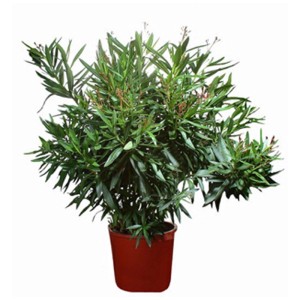 Oleandro Nerium bianco in vaso (Ø 30 cm) di GROW by OBI. Pianta fiorita da vaso con foglie verdi.