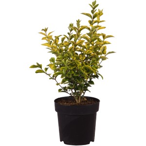 Ligustro dorato 'Aureum' in vaso, alto circa 40 cm. Foglie giallo-verdi, ideale per siepi e come pianta solitaria.