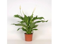 Einblatt Cupido Spathiphyllum Topf Ø 17 cm Einblatt Cupido Spathiphyllum Topf Ø 17 cm