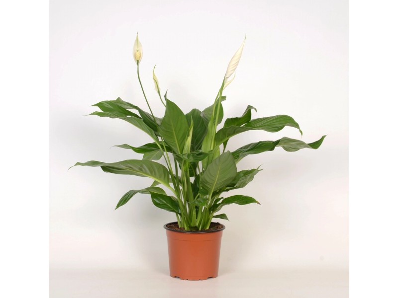 Pianta Spathiphyllum in Vaso 17cm - Piante da Interno