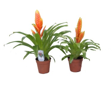 Vriesea Basic Mix Topf  12 cm / 1 Stk.