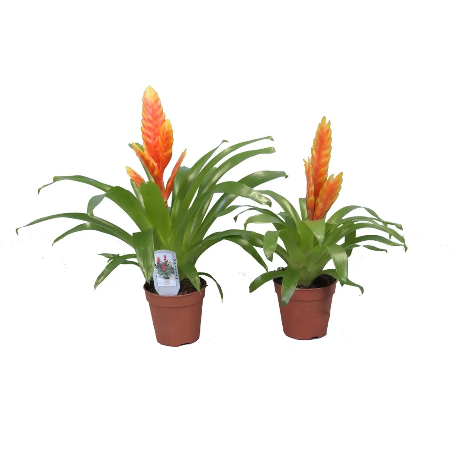 efeutute kaufen groß Epipremnum Aureum (Efeutute) (XL) kaufen? | Jaap