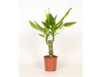 Drachenbaum Stamm Dracaena fragrans Topf Ø 11 cm / Höhe 40 cm