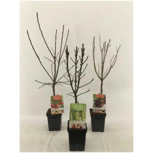 Mélange d'arbres fruitiers nains de différentes variétés en pot.